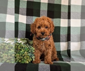 Cavapoo Puppy for sale in NEW PROVIDENCE, PA, USA