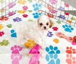 Small #3 Cavapoo (Miniature)-Poodle (Toy) Mix