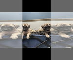 Image preview for Ad Listing. Nickname: Litter of 6