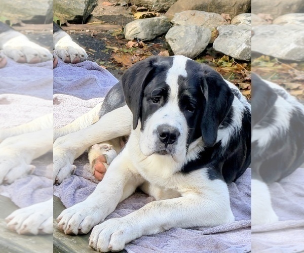 Medium Photo #2 Cane Corso-Saint Bernard Mix Puppy For Sale in WORCESTER, MA, USA