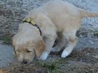 Small Photo #5 Goldendoodle Puppy For Sale in BOLIVAR, MO, USA