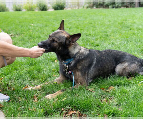 Medium Photo #7 German Shepherd Dog Puppy For Sale in Princeton, MN, USA