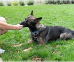 Small #6 German Shepherd Dog