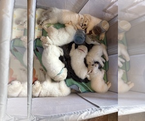 Great Pyrenees Puppy for sale in HOUSTON, TX, USA