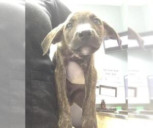 Doberman Pinscher-Unknown Mix Dogs for adoption in Riverside, CA, USA