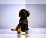 Small Photo #5 Brussels Griffon Puppy For Sale in WOODINVILLE, WA, USA