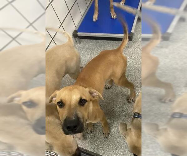 Medium Photo #1 Black Mouth Cur-Unknown Mix Puppy For Sale in Pasadena, TX, USA