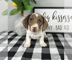 Small Photo #5 Dachshund Puppy For Sale in FRANKLIN, IN, USA