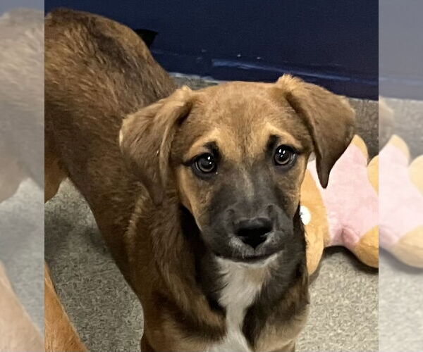 Medium Photo #1 Mutt Puppy For Sale in Sterling, MA, USA