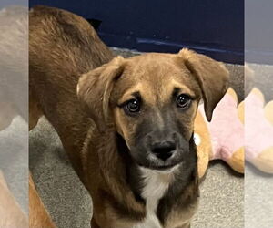 Mutt Dogs for adoption in Sterling, MA, USA