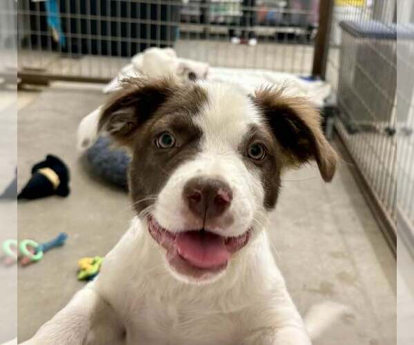 Medium Photo #4 Aussiedor Puppy For Sale in Cave Creek, AZ, USA