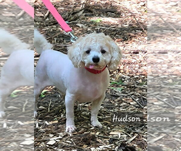 Medium Photo #3 Bichon Frise-Unknown Mix Puppy For Sale in Ellijay, GA, USA