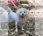 Small #2 Bichon Frise Mix
