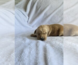 Golden Retriever Puppy for sale in WILLIAMSTOWN, KY, USA