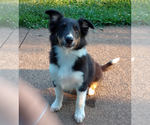 Puppy Arrow Shetland Sheepdog