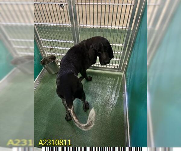 Medium Photo #1 Plott Hound Puppy For Sale in West Palm Beach, FL, USA