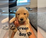 Puppy Green Golden Retriever