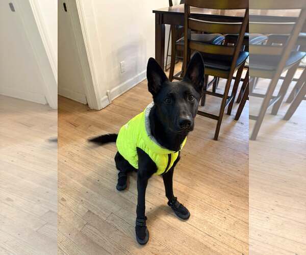 Medium Photo #24 German Shepherd Dog Puppy For Sale in Gretna, NE, USA