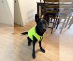 Small #23 German Shepherd Dog