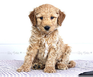 Goldendoodle (Miniature) Puppy for sale in SINKING SPG, PA, USA