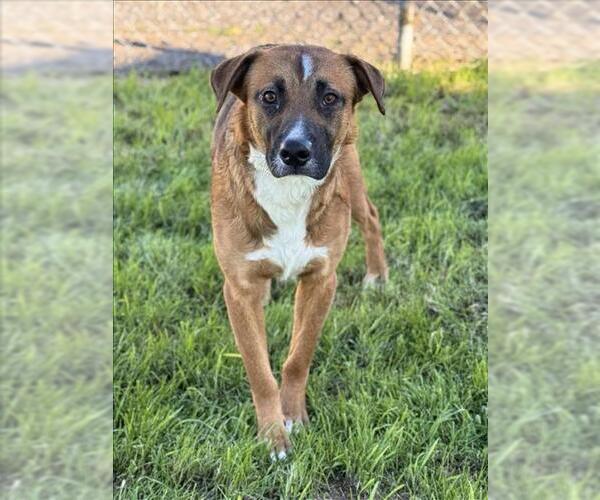 Medium Photo #1 Boxer-Unknown Mix Puppy For Sale in Conroe, TX, USA