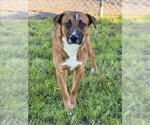Small Boxer Mix
