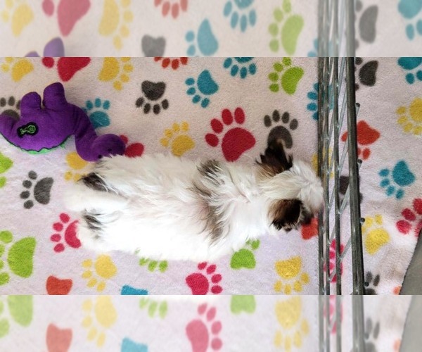 Medium Photo #5 Papitese Puppy For Sale in ORO VALLEY, AZ, USA