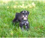 Small #5 Schnauzer (Miniature)