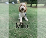 Small Photo #1 Goldendoodle (Miniature) Puppy For Sale in BRKN ARW, OK, USA