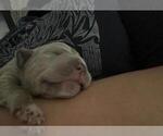 Small Photo #6 Neapolitan Mastiff Puppy For Sale in MIRAMAR, FL, USA