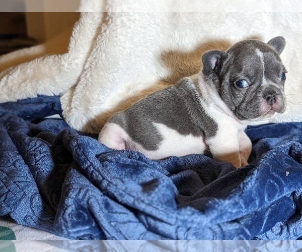 Medium Photo #7 French Bulldog Puppy For Sale in ELM GROVE, WI, USA