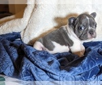 Small Photo #7 French Bulldog Puppy For Sale in ELM GROVE, WI, USA
