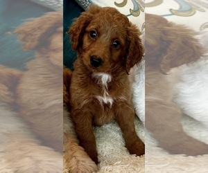 Medium Goldendoodle (Miniature)