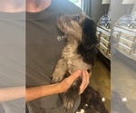 Small #5 F2 Aussiedoodle