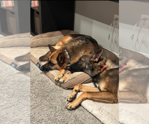 Medium Photo #4 German Shepherd Dog Puppy For Sale in La Grange , NC, USA