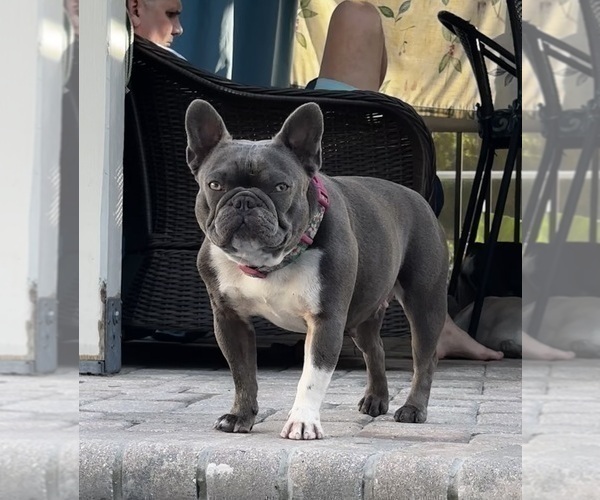 Medium Photo #1 French Bulldog Puppy For Sale in LAKE CITY, FL, USA