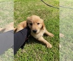 Small Photo #1 Golden Retriever Puppy For Sale in MODESTO, CA, USA