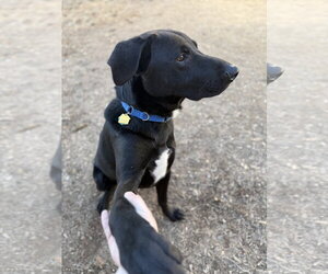 Tyson - Male Mutt Dog for Adoption - Photo #2