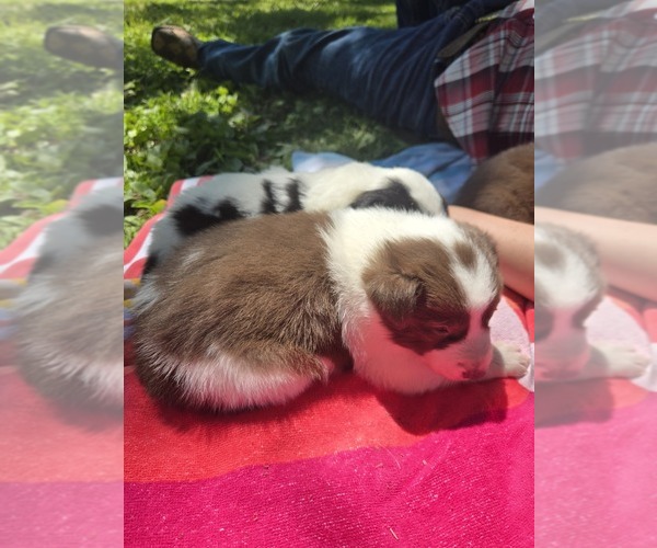Medium Photo #4 Border Collie Puppy For Sale in LEBANON, MO, USA