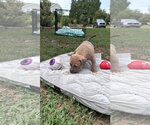 Small #1 American Staffordshire Terrier Mix