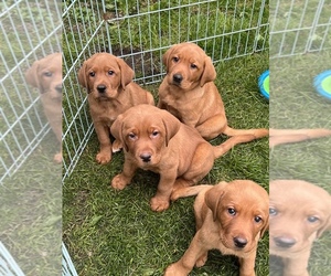 Labrador Retriever Puppy for sale in HOLLAND PATENT, NY, USA