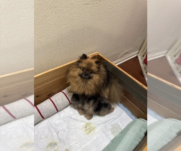 Medium Photo #2 Pomeranian Puppy For Sale in CHULA VISTA, CA, USA