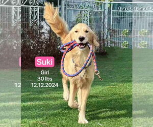 Golden Retriever Dogs for adoption in West Hollywood, CA, USA