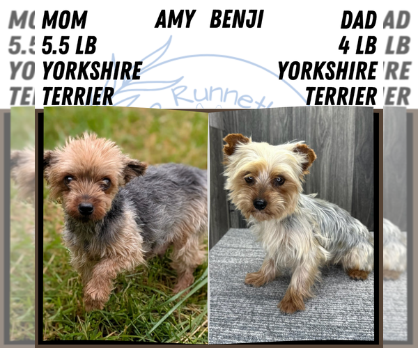 Medium Photo #5 Yorkshire Terrier Puppy For Sale in GOSHEN, IN, USA