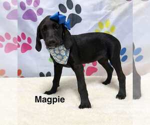Spaniel-Unknown Mix Dogs for adoption in Springdale, PA, USA