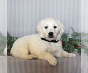 English Cream Golden Retriever Puppy for sale in LITITZ, PA, USA