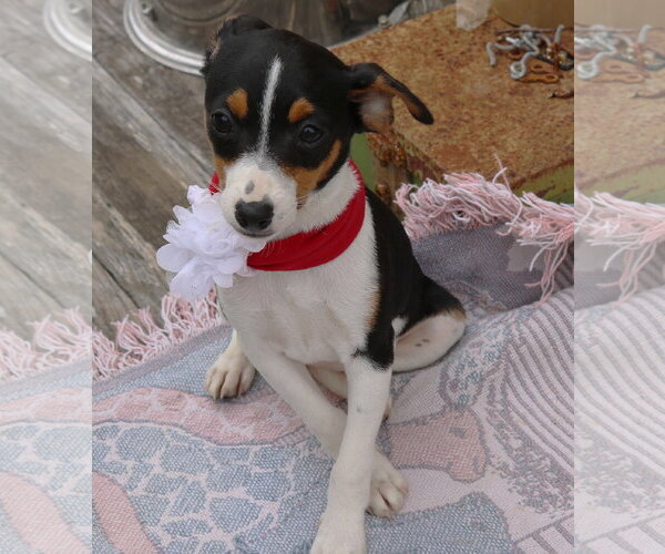Medium Photo #2 Rat Terrier Puppy For Sale in Bandera, TX, USA