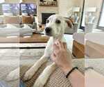 Small #1 Labrador Retriever Mix