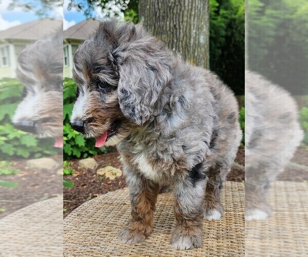 Medium Photo #7 Aussiedoodle Puppy For Sale in COLUMBIA, TN, USA