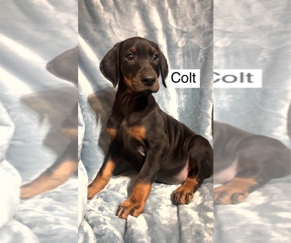 Medium Photo #5 Doberman Pinscher Puppy For Sale in POMEROY, OH, USA